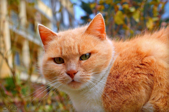 Ginger cat with white chest and green eyes