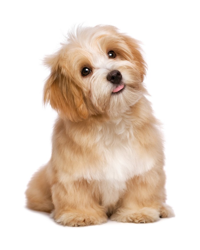 Fluffy light brown puppy with tongue sticking out