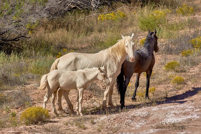 Three horses in a dry, grassy landscape