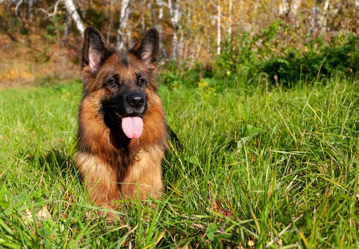 German Shepherd dog lying in green grass