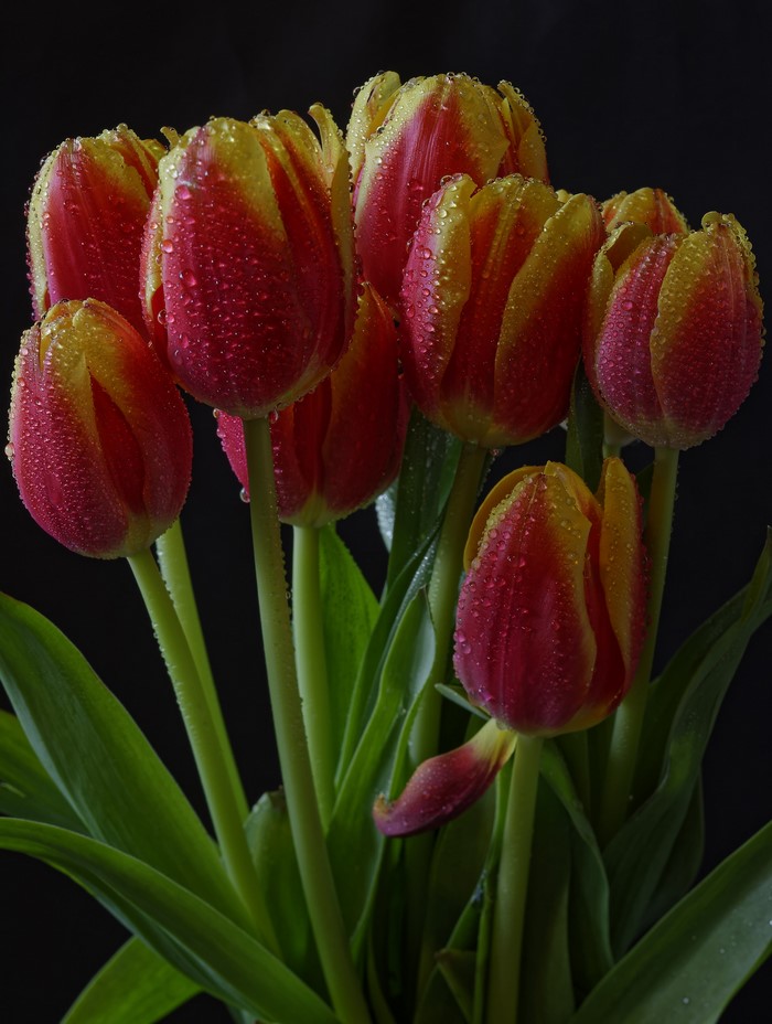 Red and yellow tulips with water drops on a black background