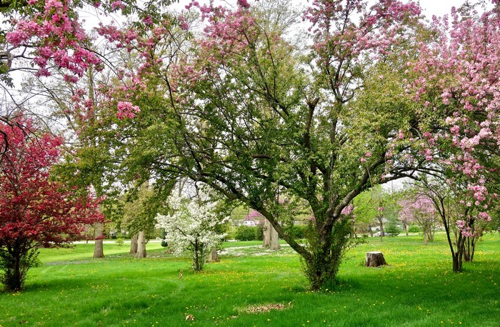 Spring garden with flowering trees and green grass