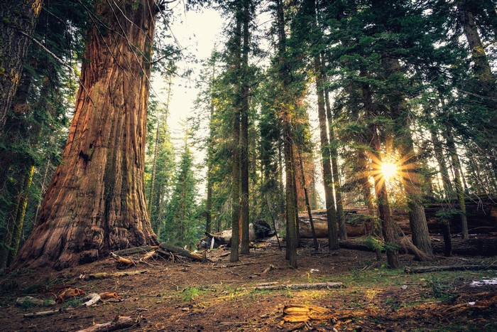 Giant Sequoia trees in Sequoia National Park, California
