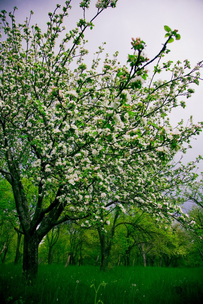 Blooming apple tree in a grassy field