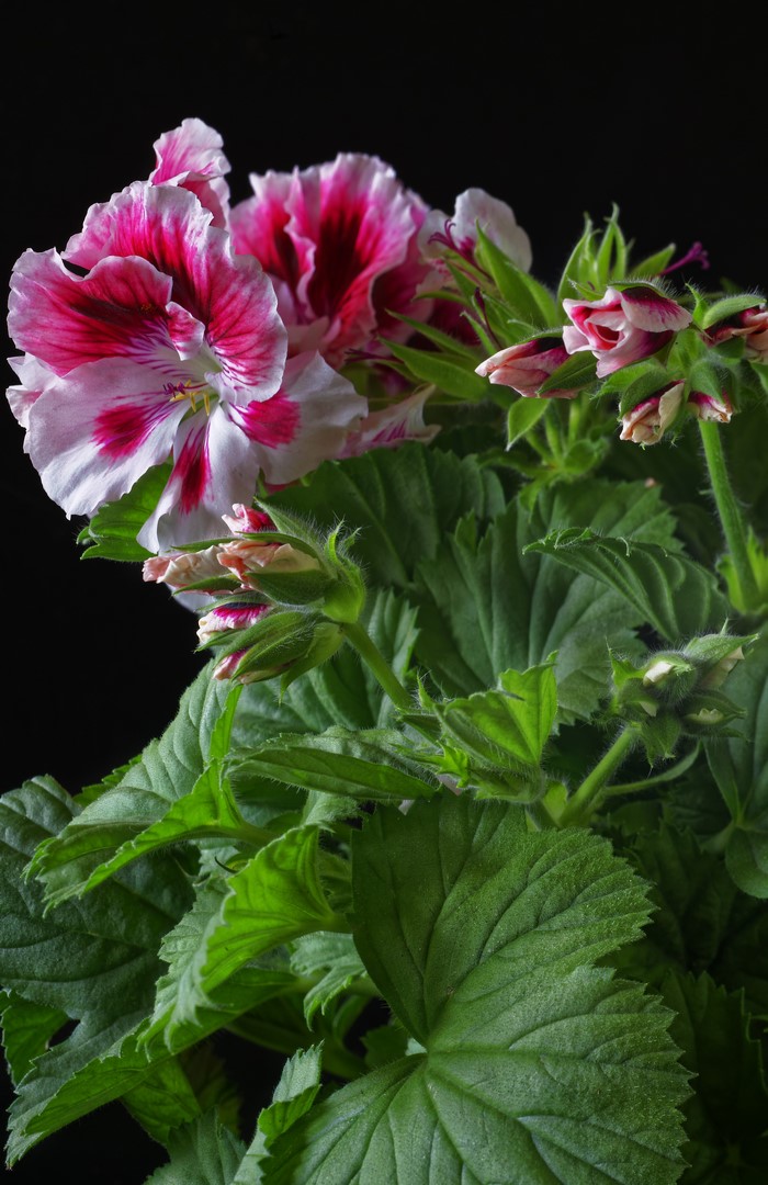 Pink and white geranium flowers and buds