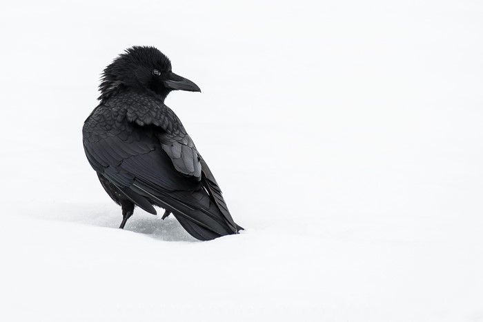 A black crow stands in the snow