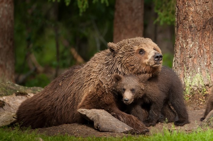 Mother brown bear hugging her cub in a forest