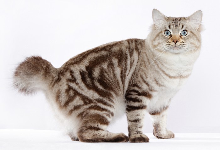 American Bobtail cat with blue eyes