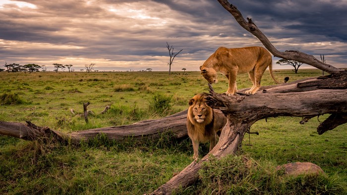 Lions on a fallen tree trunk in Africa