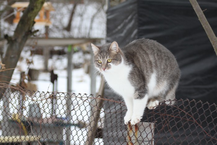 Gray and white cat on a fence