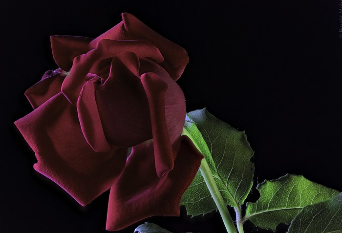 Red Rose Closeup on Black Background
