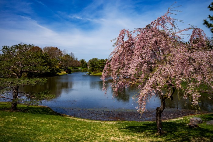 Flowering Cherry Tree by Pond at Missouri Botanical Garden