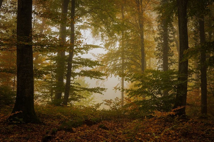 4K Autumn Forest with Fog