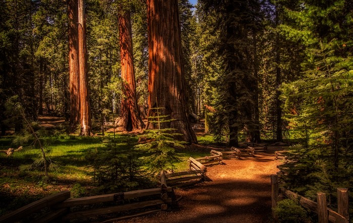 Sequoia National Park with giant trees and wooden fence