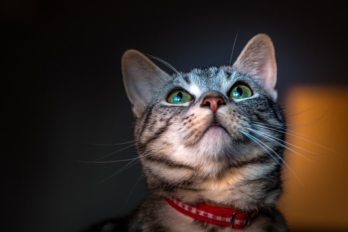 Close-up of a tabby cat with green eyes