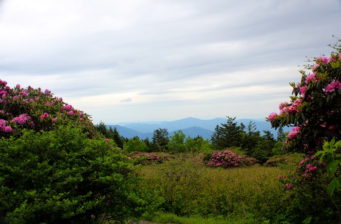 Roan Mountain Rhododendron Gardens with Blue Ridge Mountains