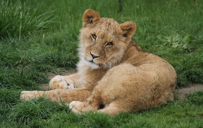 Lion cub lying on green grass