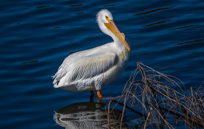 White Pelican Standing in Water Near Branches