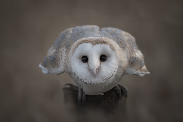Barn owl perched on a wooden post