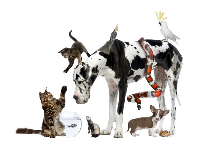 Great Dane with various pets including cats, snake, birds, and small dogs