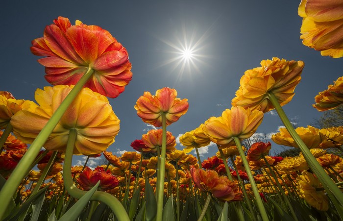 Tulips field from below with sun in the sky