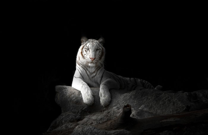 White tiger resting on a rock