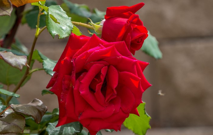 Two red roses with green leaves