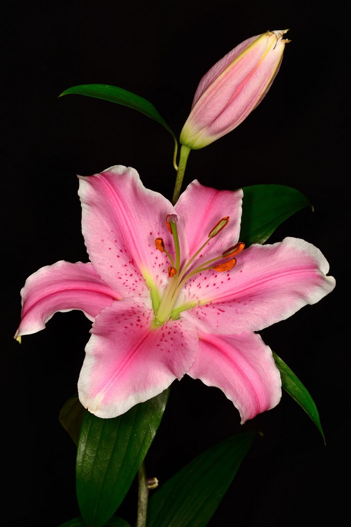 Pink Lily flower and bud on black background