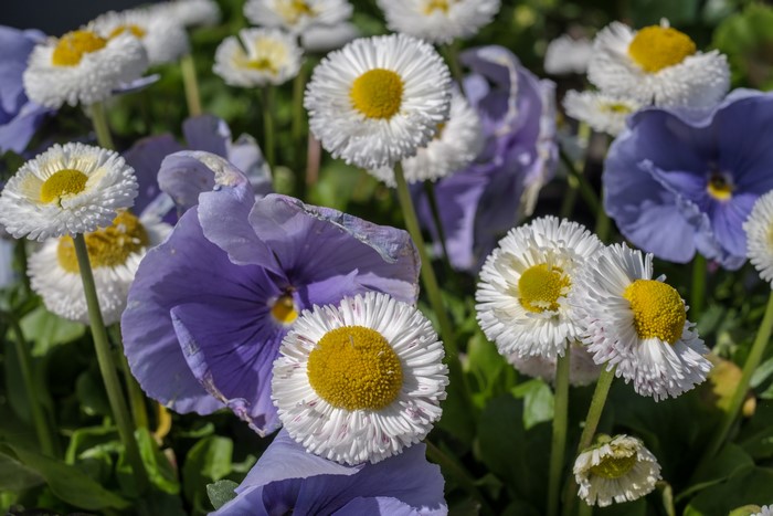 Bellis and Pansies Flowers Closeup