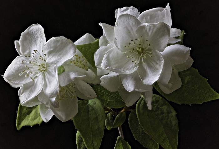 Two white jasmine flowers with green leaves on black background