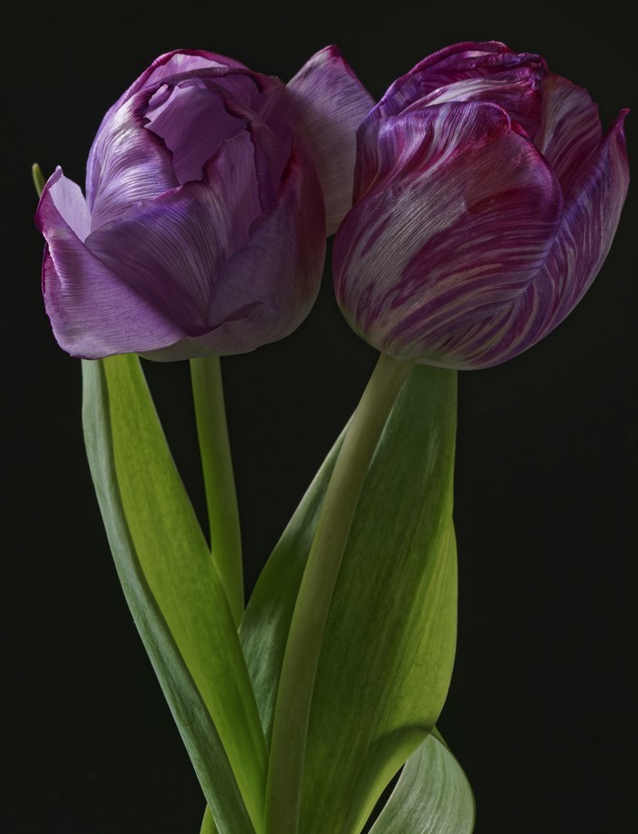 Two purple tulips with green leaves on black background