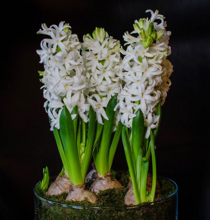 White Hyacinths in a Glass Vase