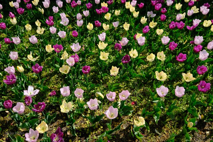 4K Multicolor Tulips Field
