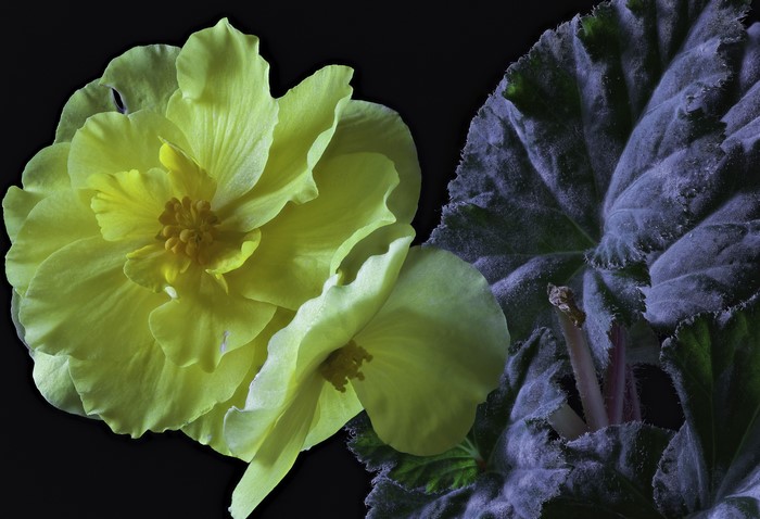Yellow Begonia Flower and Leaf