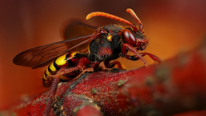 4K Macro Closeup of a Hornet Insect