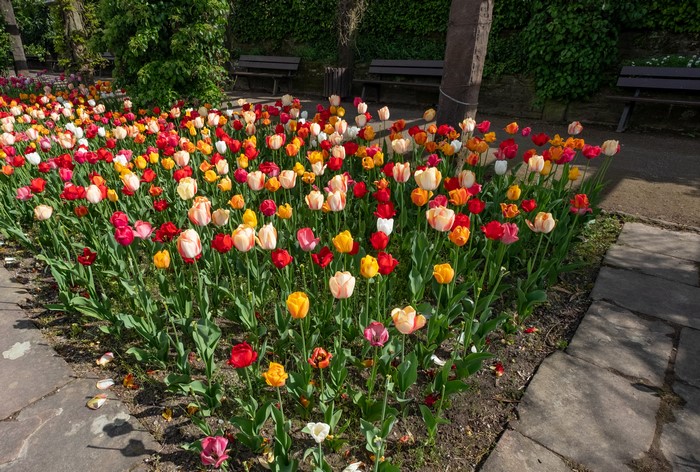 Multicolor Tulips in a Garden