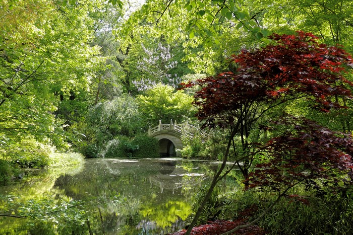 Park bridge over pond with red maple tree in Duisburg