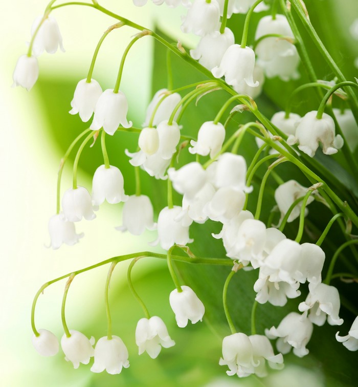 Lily of the valley flowers