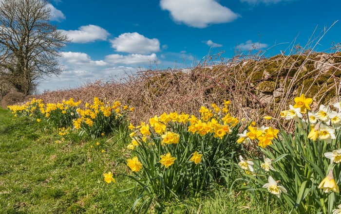 Field of Daffodils by a Stone Wall