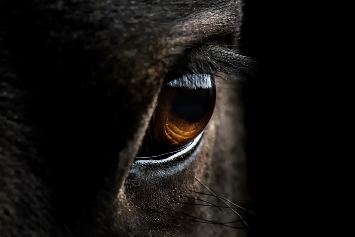 Closeup of a horse's eye