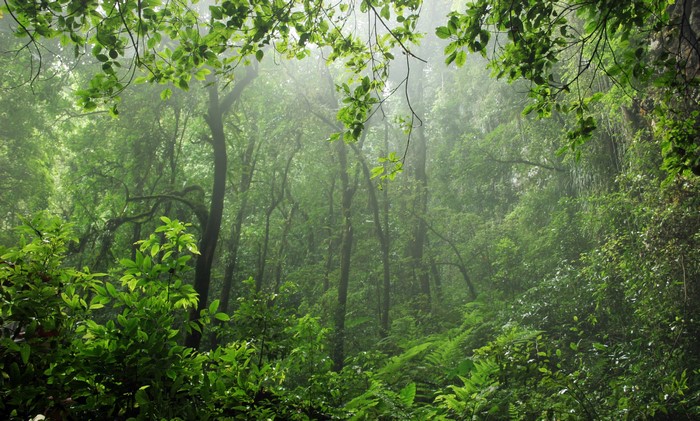 Misty forest with dense green foliage and trees