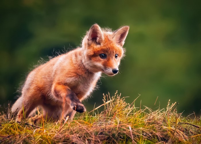 A young fox cub peeking from the grass