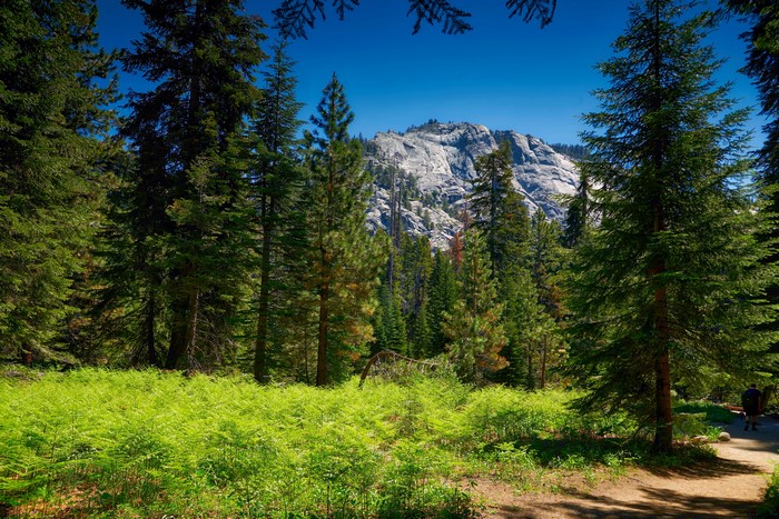 Sequoia National Park Mountains and Forest