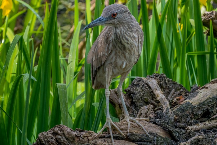 Juvenile Black-crowned Night Heron standing on a log