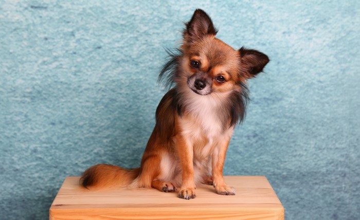Long-haired Chihuahua sitting on a wooden surface