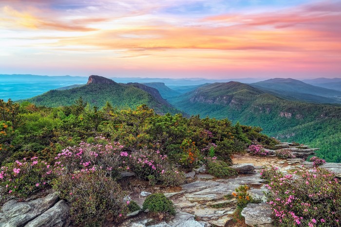 Roan Mountain Rhododendron Gardens USA