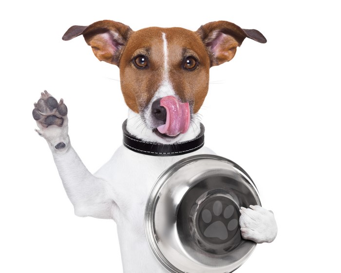 Jack Russell Terrier with Tongue Out Holding Bowl