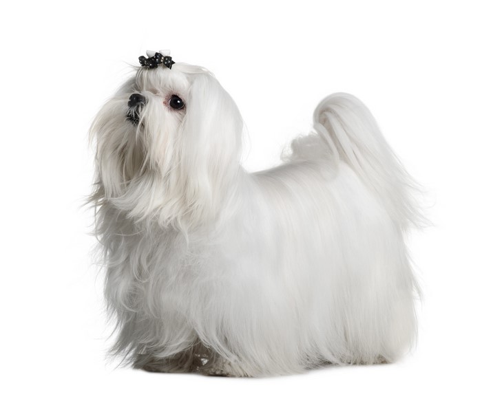 Maltese dog with a bow on white background
