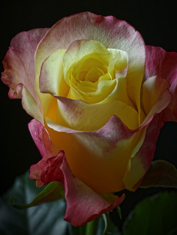 Yellow and pink rose with black background