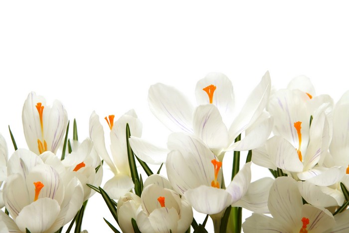 White Crocuses with Orange Stamens on White Background